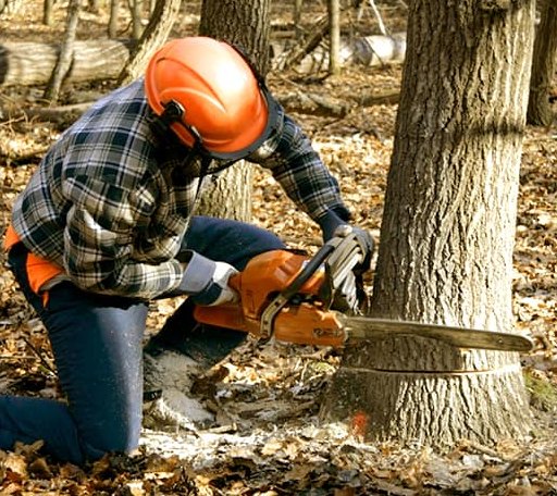 Tree Removal in Bryan, OH